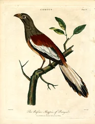 Rufous harakka Bengali