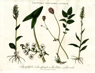 Sagittaria, Sanguisorba ja Satyrium: Eri kasvilajien kasvitieteellinen edustus