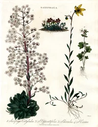 Saxifraga Laji