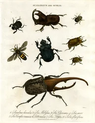 Scarabaeus ja Scolia (kovakuoriaiset ja kaivajapistiäiset).