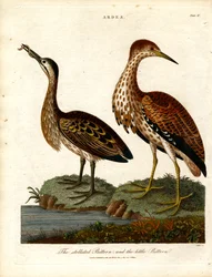 Stellated Bittern ja Little Bittern