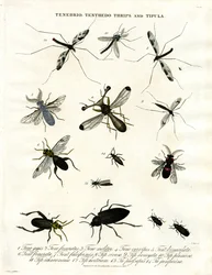Tenebrio;Tenthedo;Thrips ja Tipula - Hyönteisten monimuotoisuus - Hyönteisten monimuotoisuus