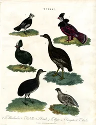 Tetrao-lajit (Tetrao Species)