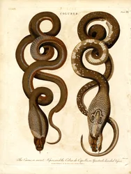 Cæcus eli salainen kyykäärme ja Cobra de Capello eli silmälasipäinen kyykäärme.