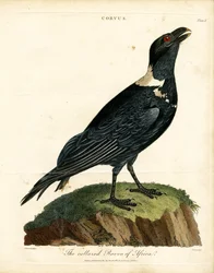 Afrikan kauluskorppi