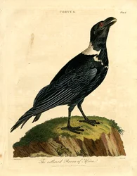 Afrikan kauluskorppi