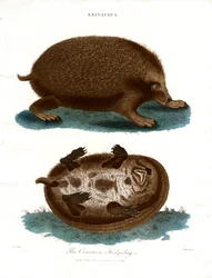 Tavallinen siili