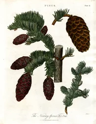 Kuusi Kuusi