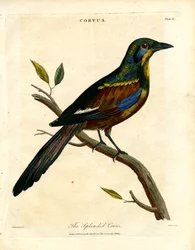 Loistava varis