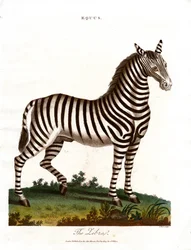 Seepra