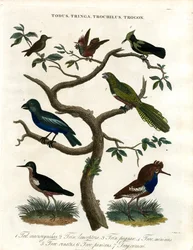 Todus;Tringa;Trochilus ja Trogon