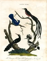 Upupa ja Yunx (Hoopoe ja Wryneck)