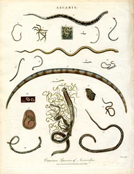 Erilaiset Ascarides-lajit