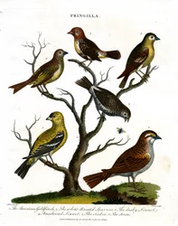 Erilaiset suomulajit (Fringilla)