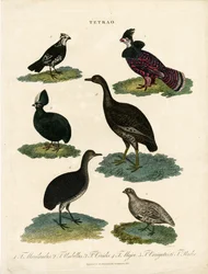 Erilaiset metsäkanalajit (Tetrao)