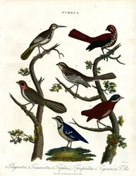 Erilaiset harmaalajit (Turdus)
