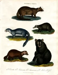 Viverra ja Ursus: erilaiset civetti- ja karhulajit.