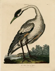 Japanin valkoinen kurki (Ardea)