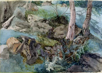 Tutkimus kivistä ja saniaisista metsässä Crossmountissa, Perthshiressä, 1843 (wc paperilla)