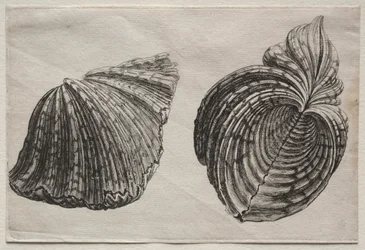 Kuoret: Hippopus maculatus Lam