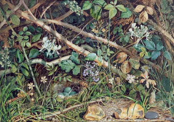 Linnunpesä kokkareiden, kuusamajen ja aluskasvillisuuden keskellä, 1858