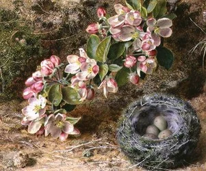 Blossom ja linnunpesä