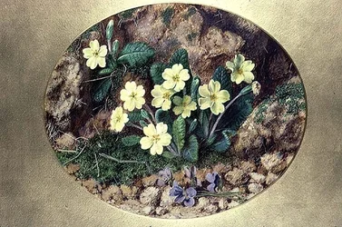 Esikot ja violetit