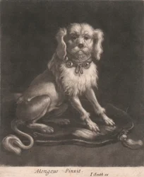 Um Cachorro Pequeno, Usando uma Coleira com Sinos.finlandês