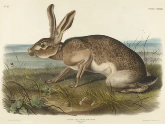 Texian Hare, 1848 (käsinvärinen litografia kudottupaperille)
