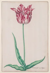 Tulppaanitutkimus (Jasper Marbled)