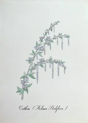 Catkin (Felina Prolifica.), kuvitus John Weirin teoksesta The Bogus Book of Botany