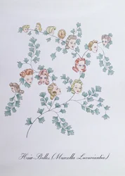 Hair-Belles (Marcella Luxuriantia), kuvitus John Weirin teoksesta "The Bogus Book of Botany"