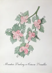 Mountain Dewberry tai Crimson Drambler, kuvitus John Weirin teoksesta The Bogus Book of Botany