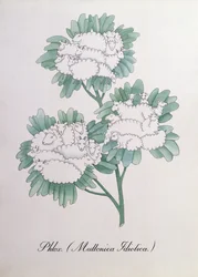 Leimukukka. (Muttonica Idiotica), kuvitus John Weirin teoksesta "The Bogus Book of Botany"