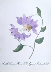 Purppura passionkukka (Hollywood Sentimentalis), kuvitus John Weirin teoksesta "The Bogus Book of Botany"