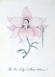 The Bee Lily (Lilium Satirical.), kuvitus John Weirin teoksesta "The Bogus Book of Botany"