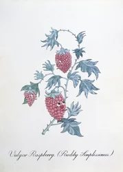 Vulgar Raspberry (Rudity Simplissimus), kuvitus John Weirin teoksesta "The Bogus Book of Botany"