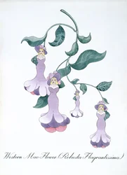 Western Mae-Flower (Robusta Flagrantissima), kuvitus John Weirin teoksesta "The Bogus Book of Botany"