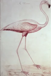 Flamingo (piirustus)