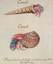 Erakkorapu