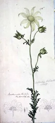 Flanellikukka, actinotus helianthe labill
