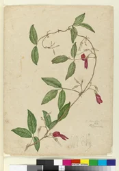 Kennedia rubicunda, n. 1803-06 (wc, kynä, muste ja kynä)