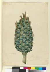 Macrozamia, n. 1803-06 (wc, kynä, muste ja kynä)