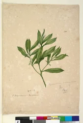 Sivu 101. Myoporum acuminatum, c.1803-06 (wc, kynä, muste ja kynä)