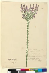 Sivu 105. Comesperma ericinum, c.1803-06 (wc, kynä, muste ja kynä)
