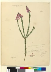 Sivu 106. Comesperma ericinum, c.1803-06 (wc, kynä, muste ja kynä)