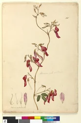 Sivu 108. Kennedia rubicunda, n. 1803-06 (wc, kynä, muste ja kynä)
