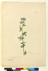 Sivu 110. Medicago sativa, c.1803-06 (wc, kynä, muste ja kynä)