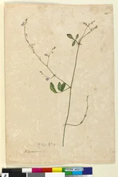 Sivu 115. Hedysarum, n. 1803-06 (wc, kynä, muste ja kynä)