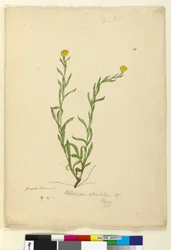 Sivu 119. Helichrysum apiculatumChrysocephalum apiculatum, c.1803-06 (wc, kynä, muste ja kynä)